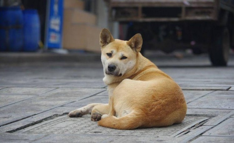 盘点儿时记忆中的四种狗，前两种还是常见的，后两种几乎消失了