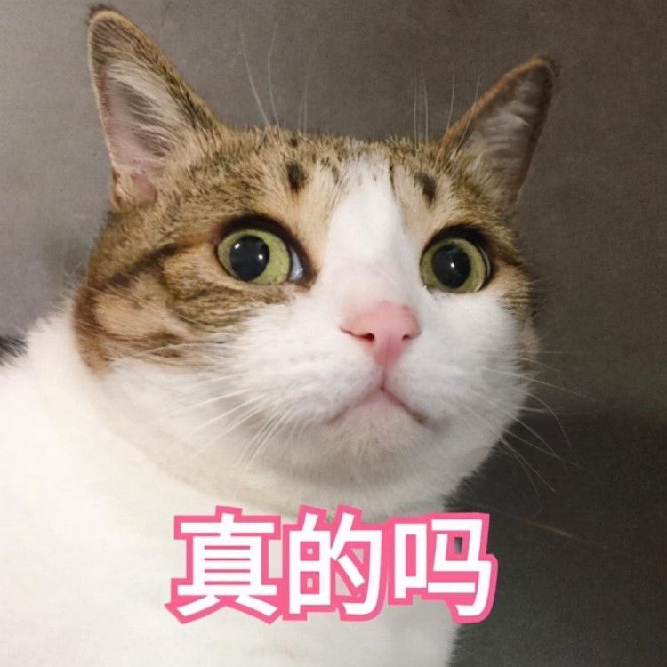 猫咪黑下巴怎么处理？