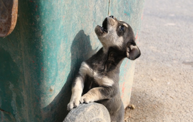 中华田园幼犬面对巨大的垃圾桶只想要上面的骨头看着心寒