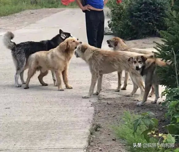 哈士奇和金毛到农村玩，结果被一群田园犬围殴，二哈表情亮了