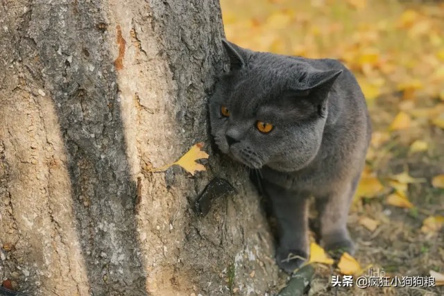 收藏！超全可带宠物入住的民宿合集铲屎官们快和主子去睡个遍！