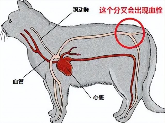 宠物肾指数升高是什么原因宠主最好了解下