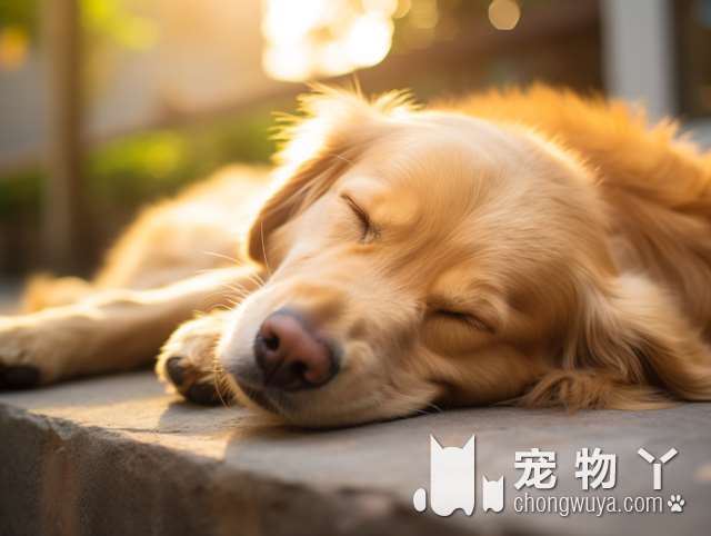 牧羊犬能长多大？