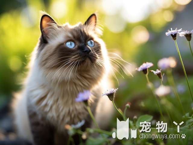 猫咪托运，如此贴心，难道还有更好的选择?