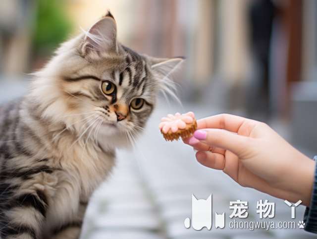 厦门Magic宠物公馆：猫咪颜值超高，还有什么更吸引人的地方?